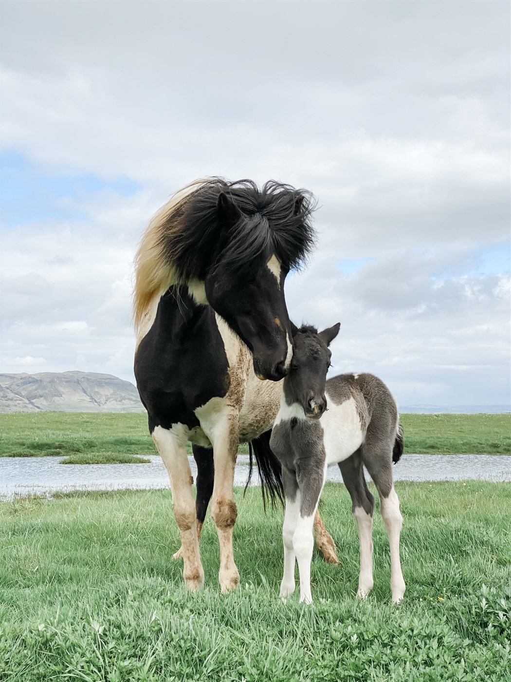Glittir í kynbótamat keppnisgagna