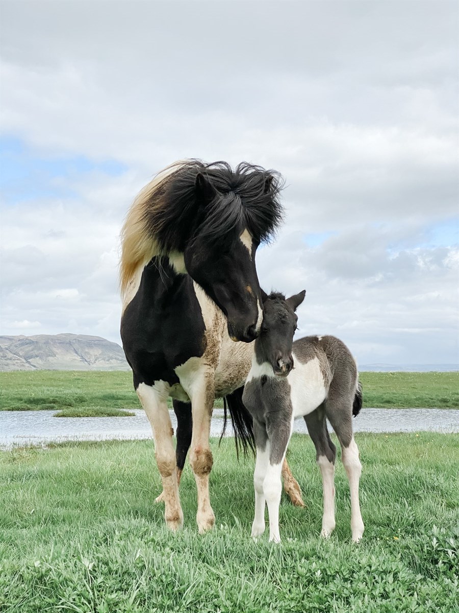 Gísli er sannfærður um að hið nýja kynbótamat gæti orðið gagnleg viðbót við núverandi kerfi. Það gæfi hrossaræktendum ennþá öruggari upplýsingar til að styðjast við, sem yrði mikil lyftistöng fyrir íslenska hrossarækt.