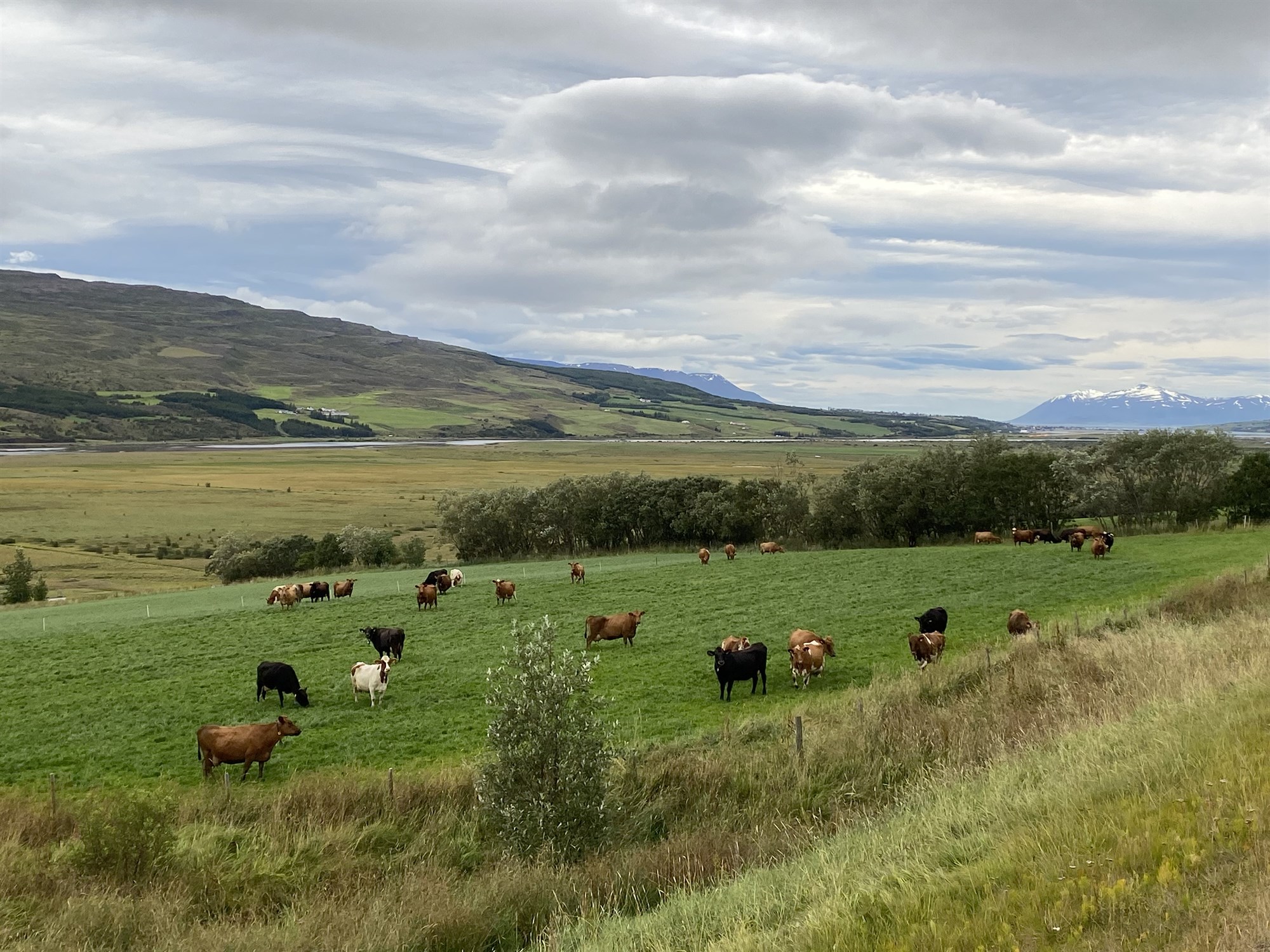 Raunhæfar leiðir til að efla nautgriparækt á Íslandi