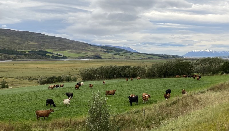 Raunhæfar leiðir til að efla nautgriparækt á Íslandi