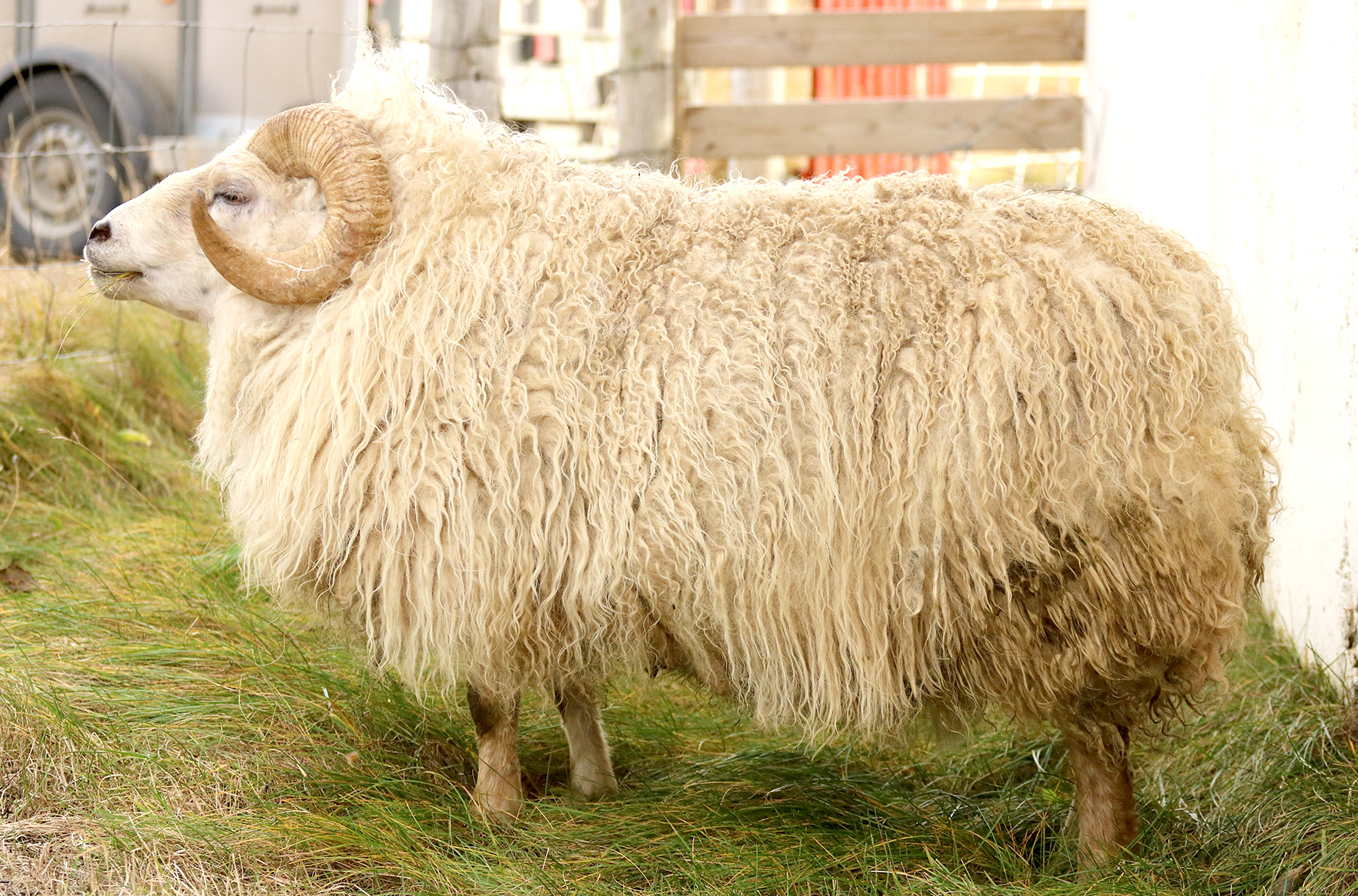 Sterkur grunur um að sæðingahrútur dreifi bógkreppu