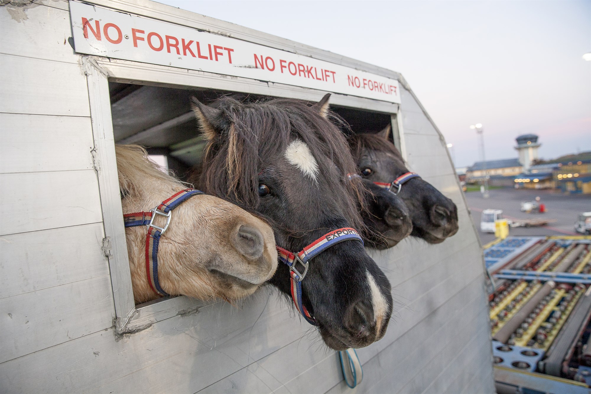 Flutt voru út 2.320 hross sem er mesti hrossaútflutningur síðan 1997