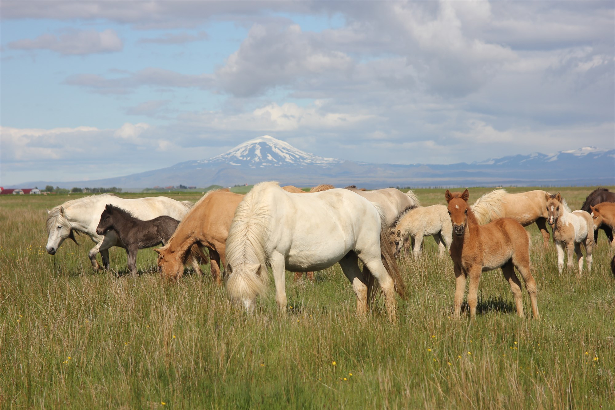 Breytingar á skilyrðum fyrir blóðtöku úr fylfullum hryssum