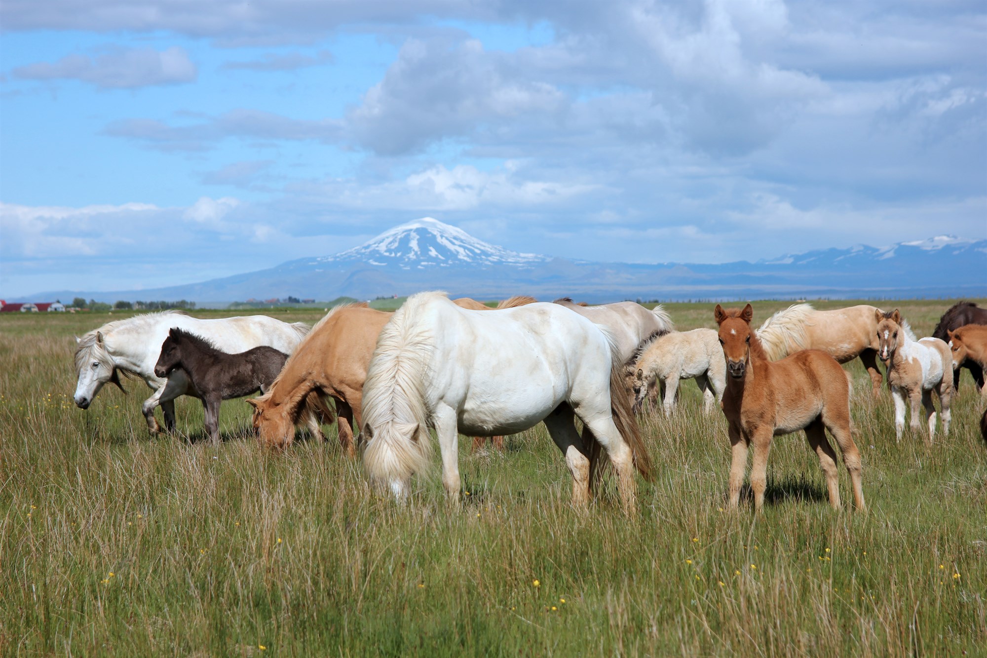 Blóðbændur sameinast í kjaraviðræðum