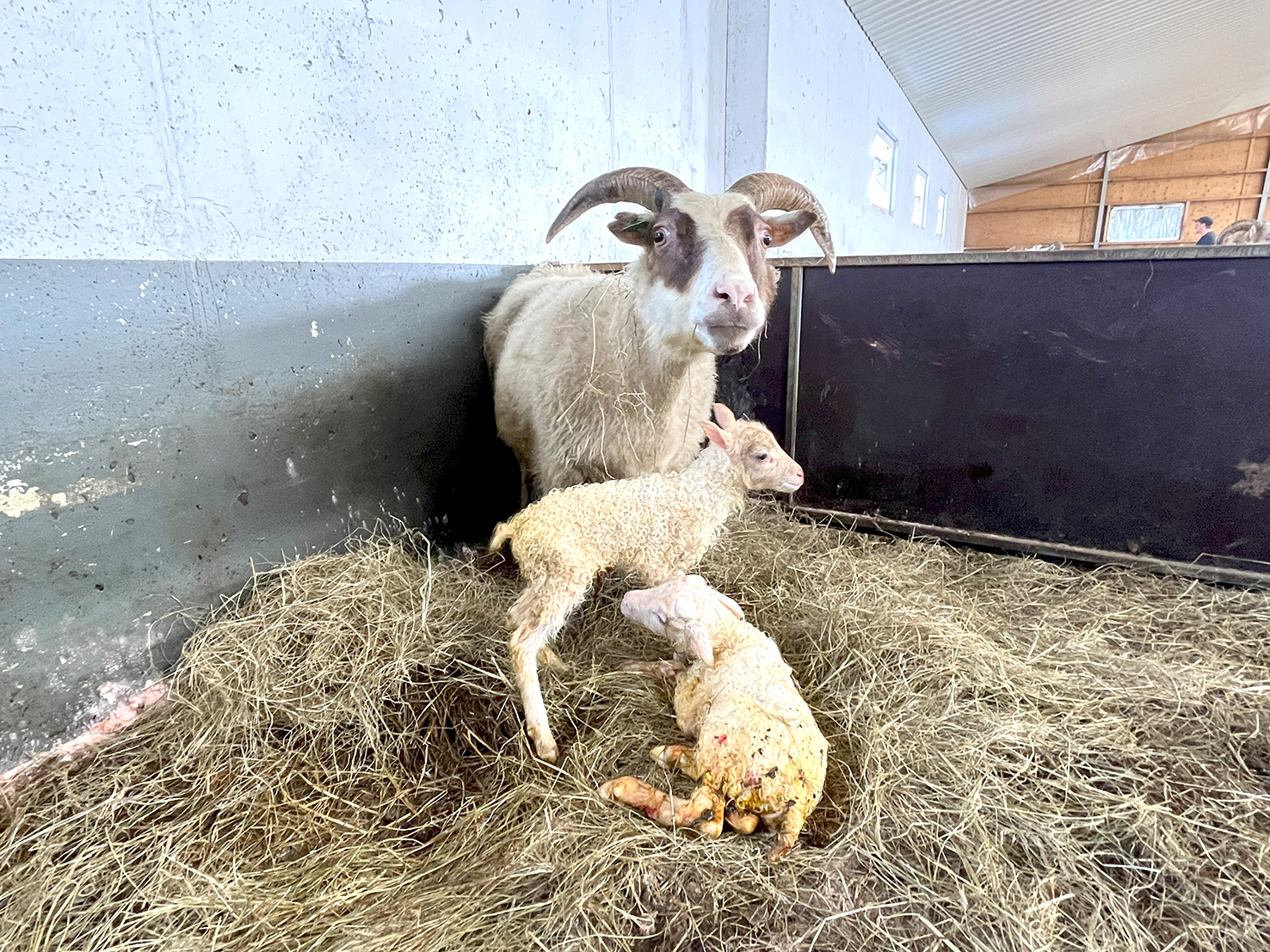 Vilja leyfa kaup á líflömbum með verndandi arfgerð