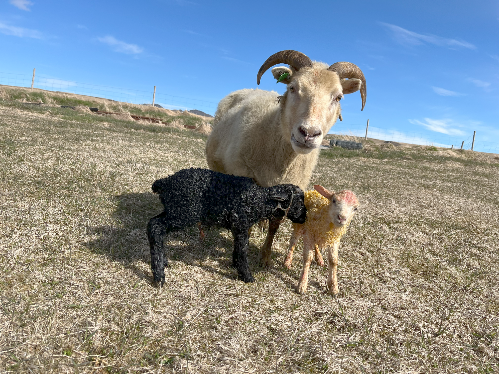 Kjósum forseta með þekkingu á landbúnaði
