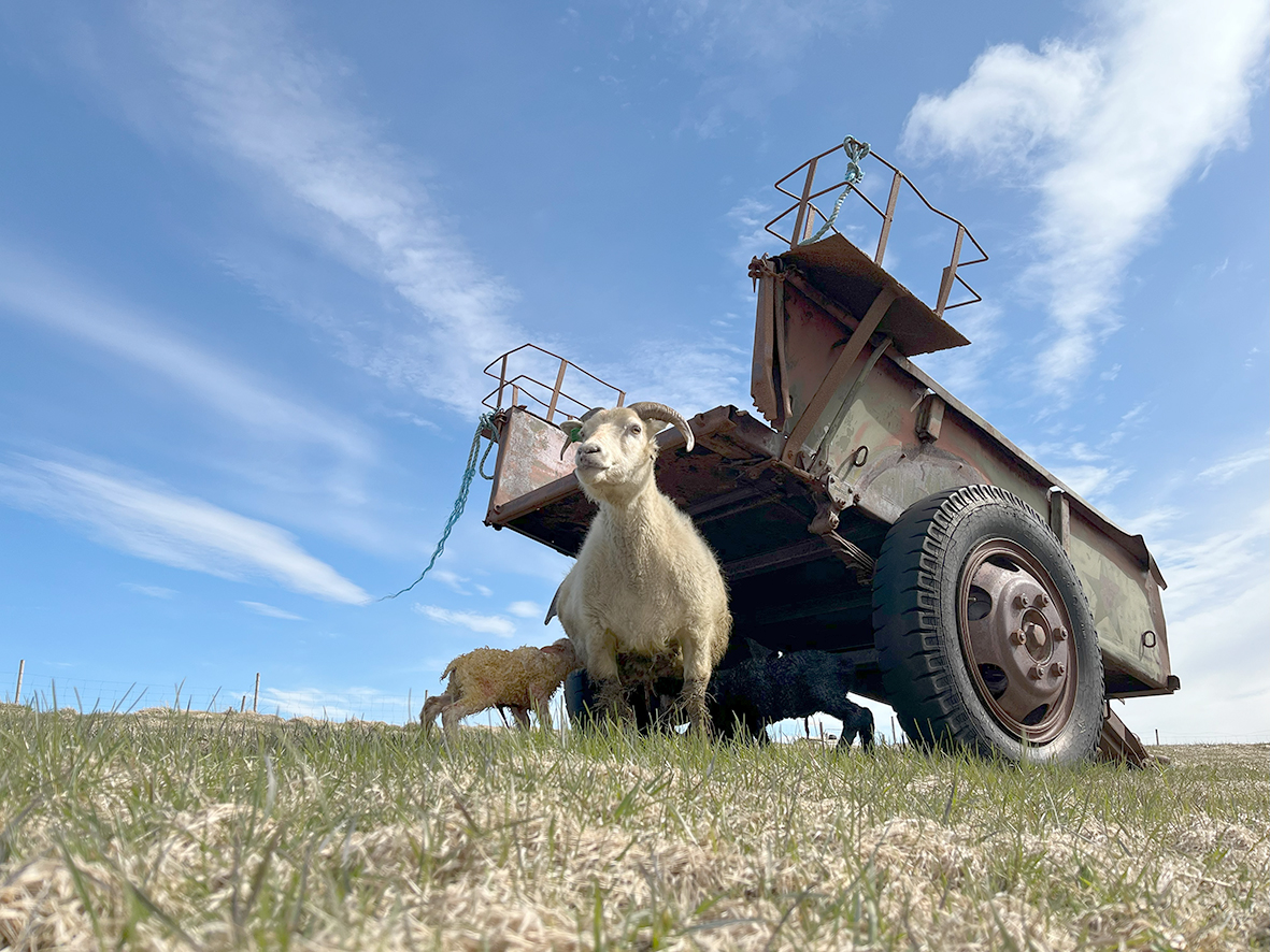 Landbúnaður í fjármálaáætlun