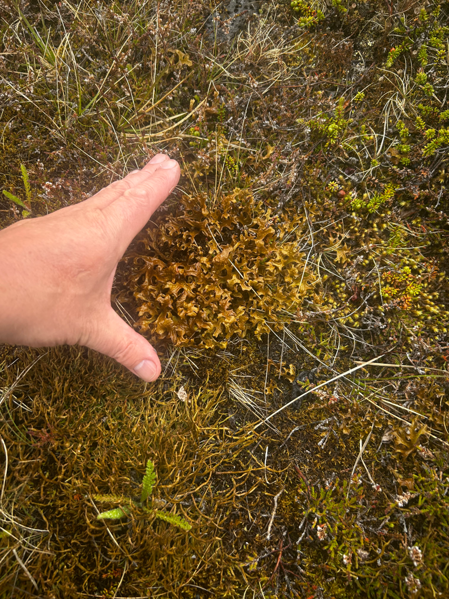 Í athugun er að flytja fjallagrös út á erlenda markaði. 