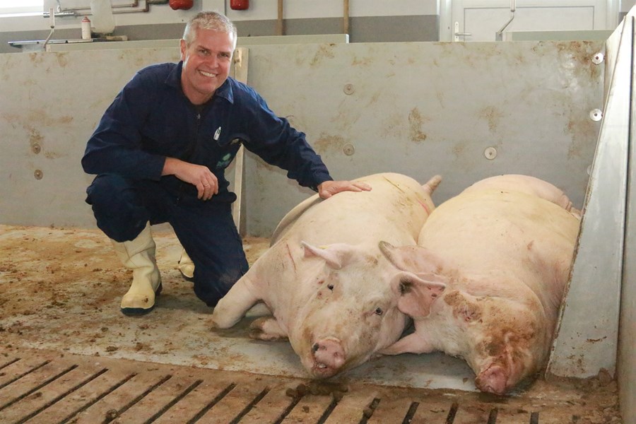 Ingvi Stefánsson, formaður deildar svínabænda hjá Bændasamtökum Íslands, sem í fyrra tók í notkun nýtt svínabú á Sölvastöðum, stutt frá svínabúi sínu á Teigi í Eyjafirði, telur stöðu svínaræktar í landinu viðkvæma og krefjandi þótt hún sé að mörgu leyti jákvæð.