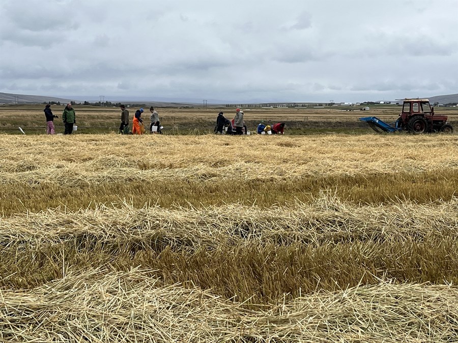 Fjöldi fólks hefur nýtt sér tækifærið í Bæjarsveit til sjálftínslu, gegn vægu gjaldi. Hálmurinn heldur gulrótagarðinum frostfríum.