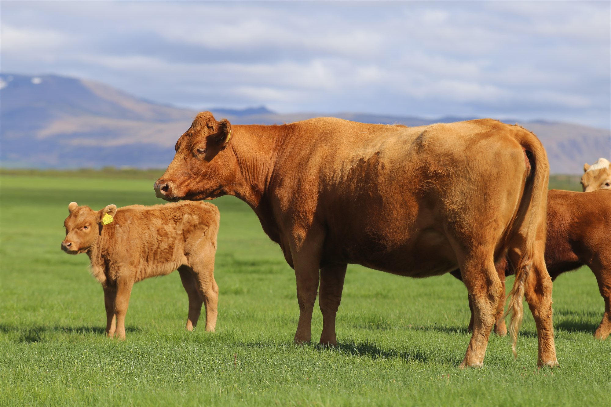 Burðartími holdakúa hefur áhrif á vöxt kálfa