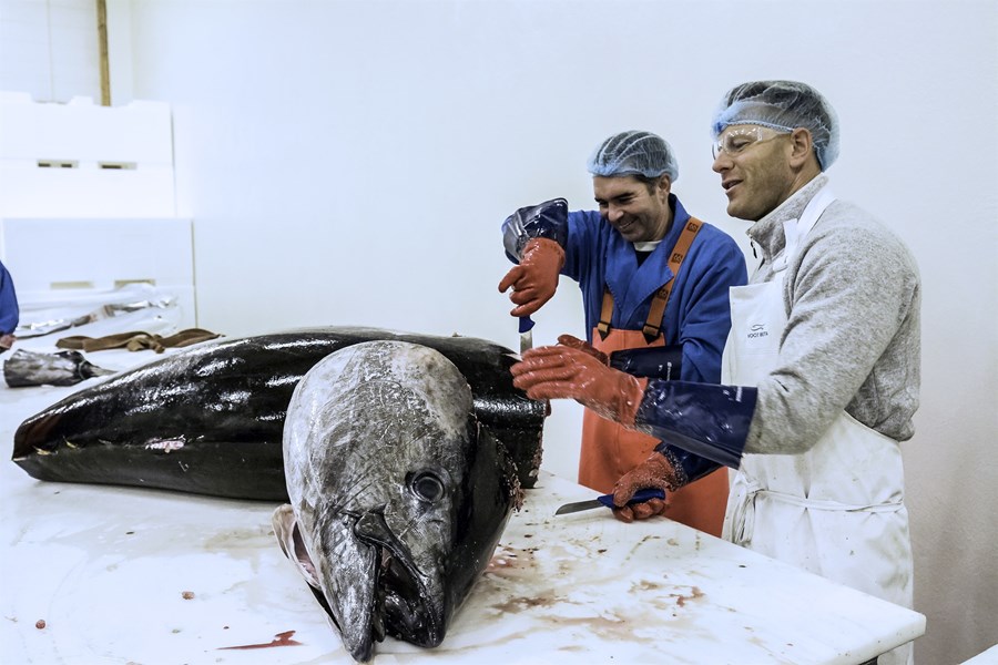 Túnfiskur skorinn í Grindavík og undirbúinn til flutnings til Japans. 