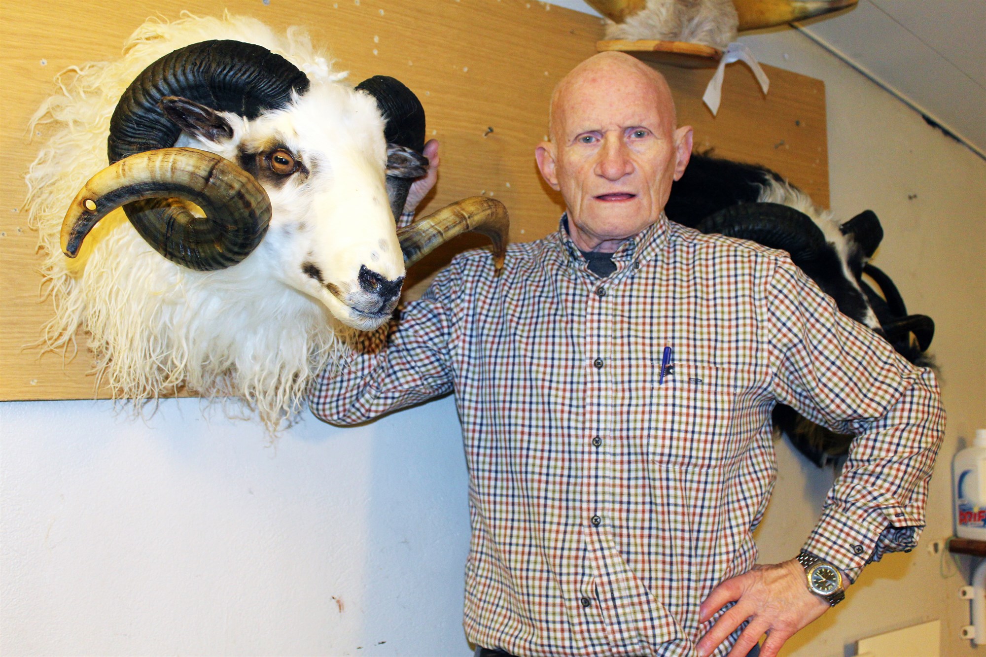 Uppstoppaður kindahaus númer 400 er tilbúinn