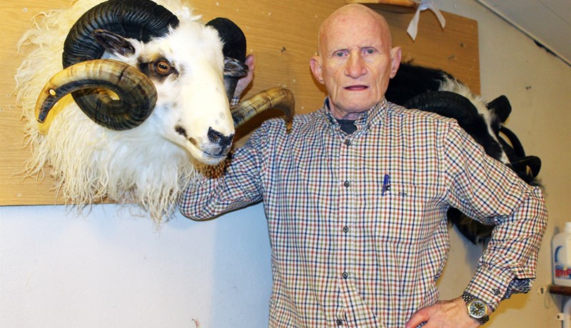 Uppstoppaður kindahaus númer 400 er tilbúinn