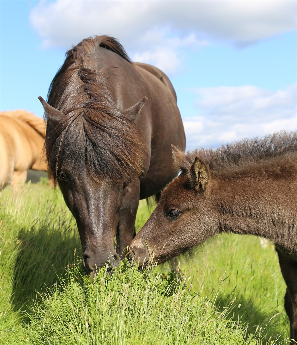 Skýrsluhald – heimarétt WorldFengs