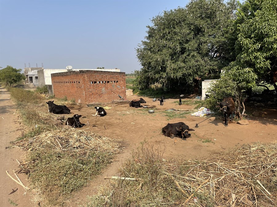 Aðbúnaður nautgripa á Indlandi getur verið æði ólíkur á milli búa.