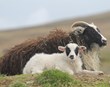 Bændafundur um riðurannsóknir