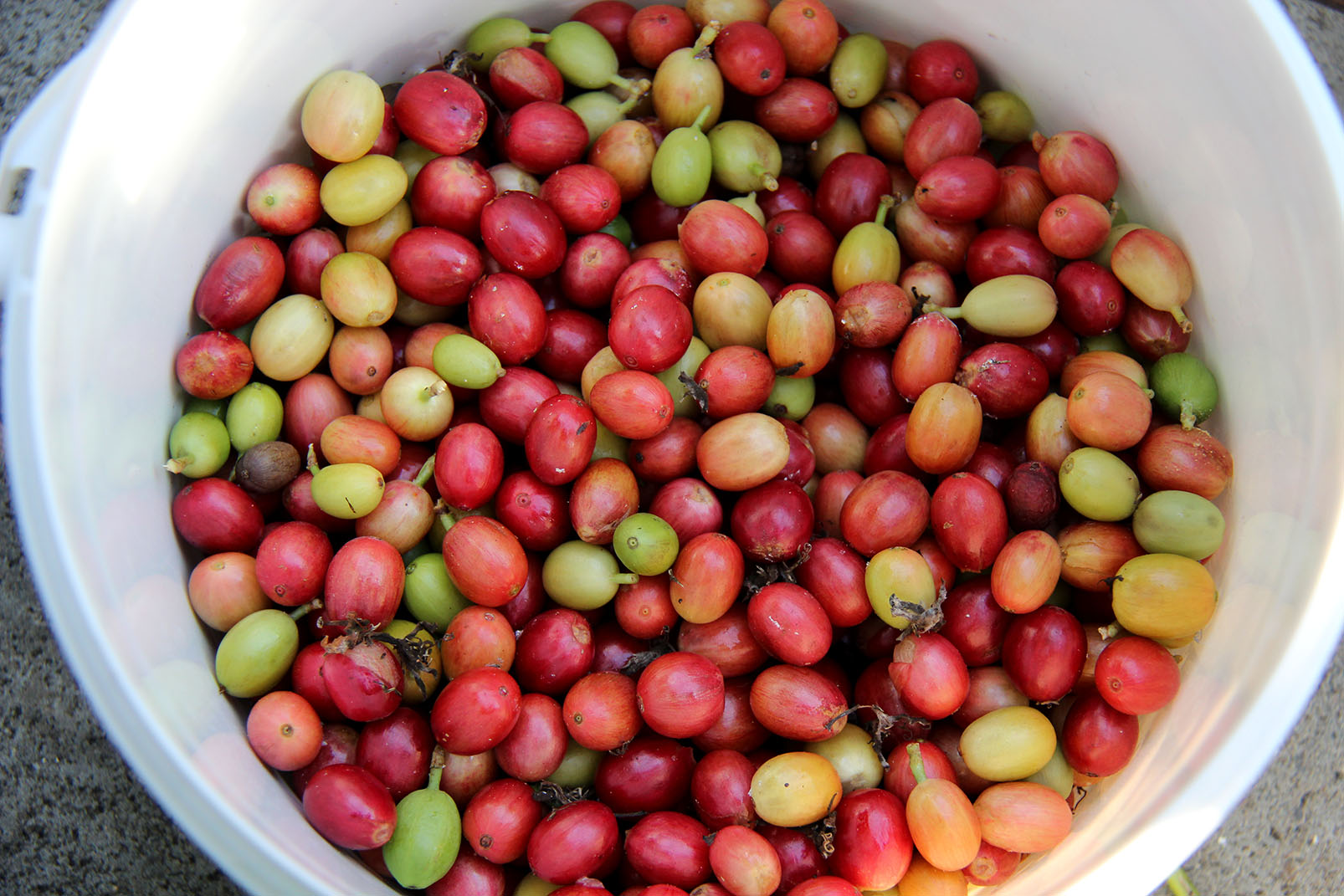 Kaffisaga frá Reykjum