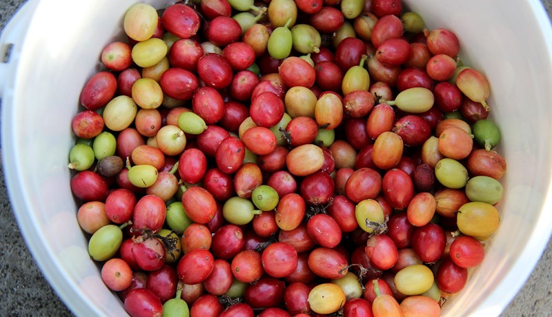 Kaffisaga frá Reykjum