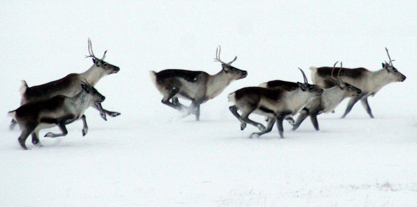 Villibráðarbragðið nýtur sín