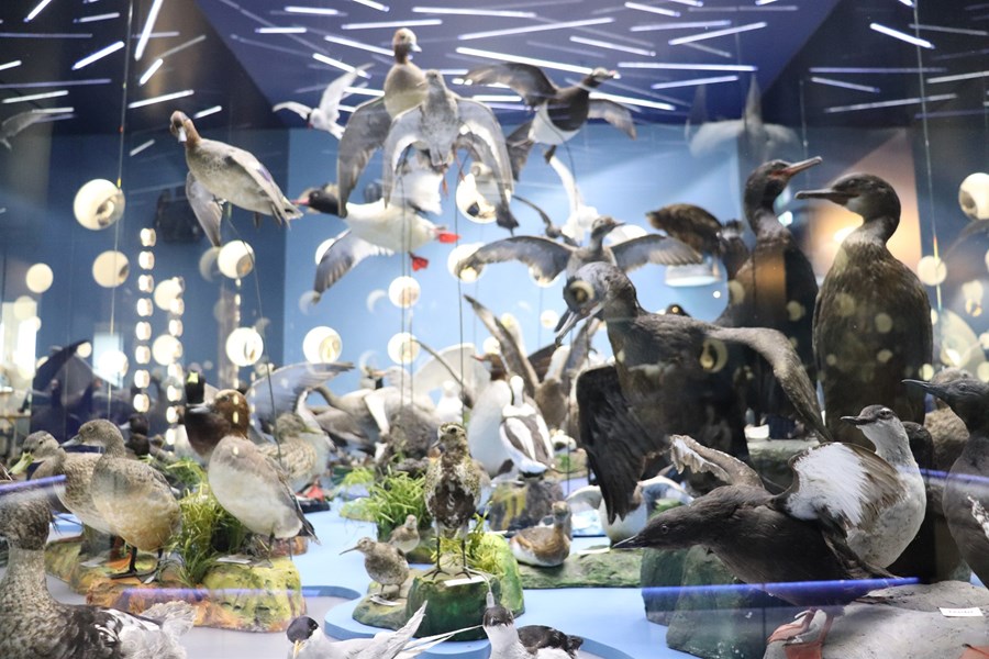 Á fyrstu hæð hússins fá fuglar náttúrugripasafnsins að njóta sín á sýningunni Ævintýri fuglanna.