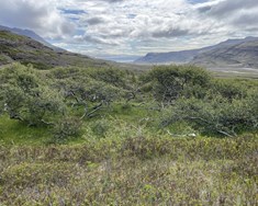 Hernaðurinn gegn Hamarsdal