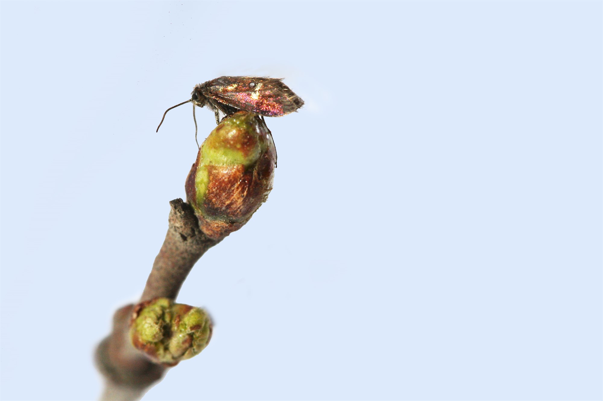 Mögulegur innflutningur sníkjuvesputegunda til höfuðs óværu í birkitrjám