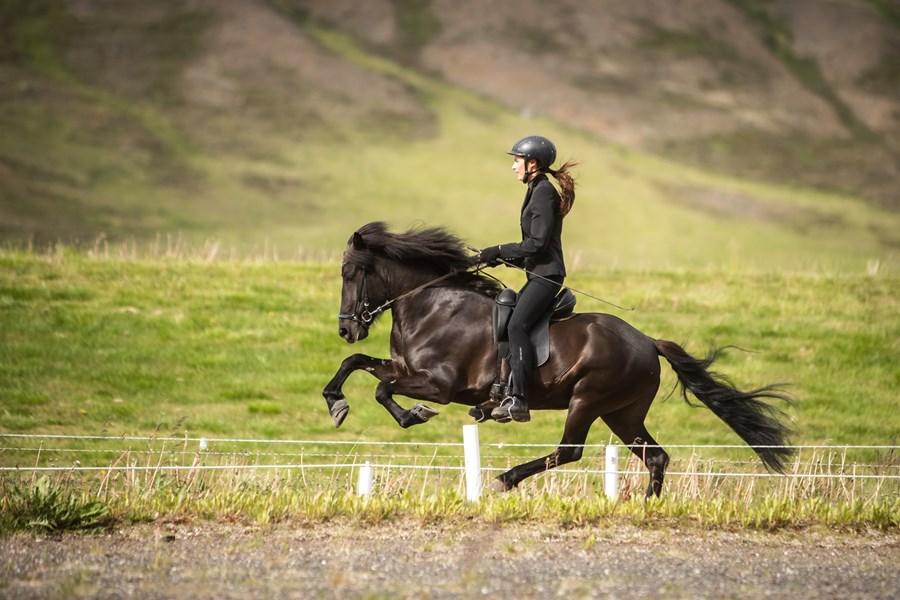 Dögg frá Kvistum hlaut 10 fyrir hægt stökk á árinu. Hún er dóttir Kveiks frá Stangarlæk 1 sem skilaði mörgum frábærum hrossum til dóms á árinu.