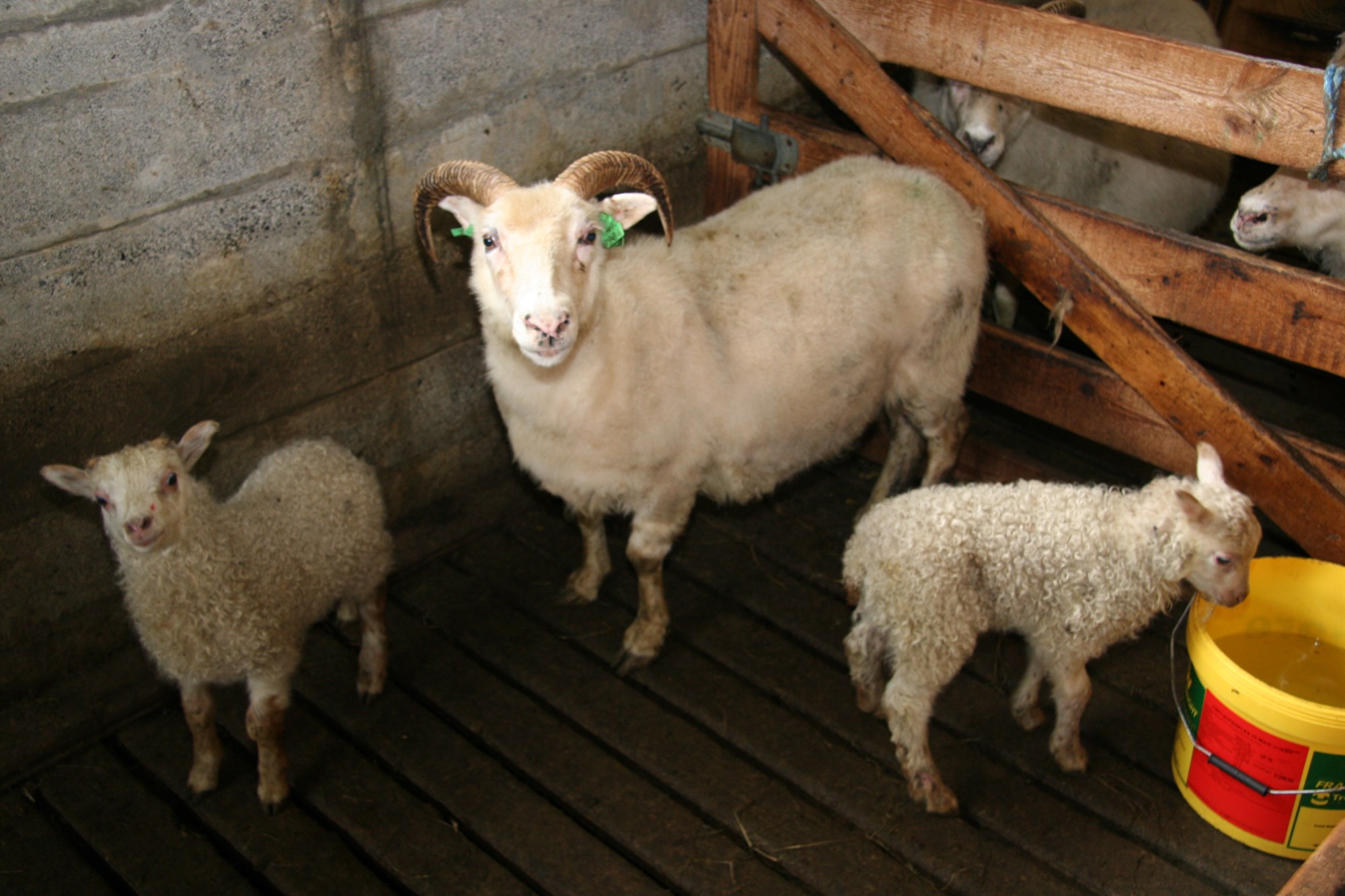 Möguleikar skoðaðir til skilvirkari framleiðslu í sauðfjárrækt