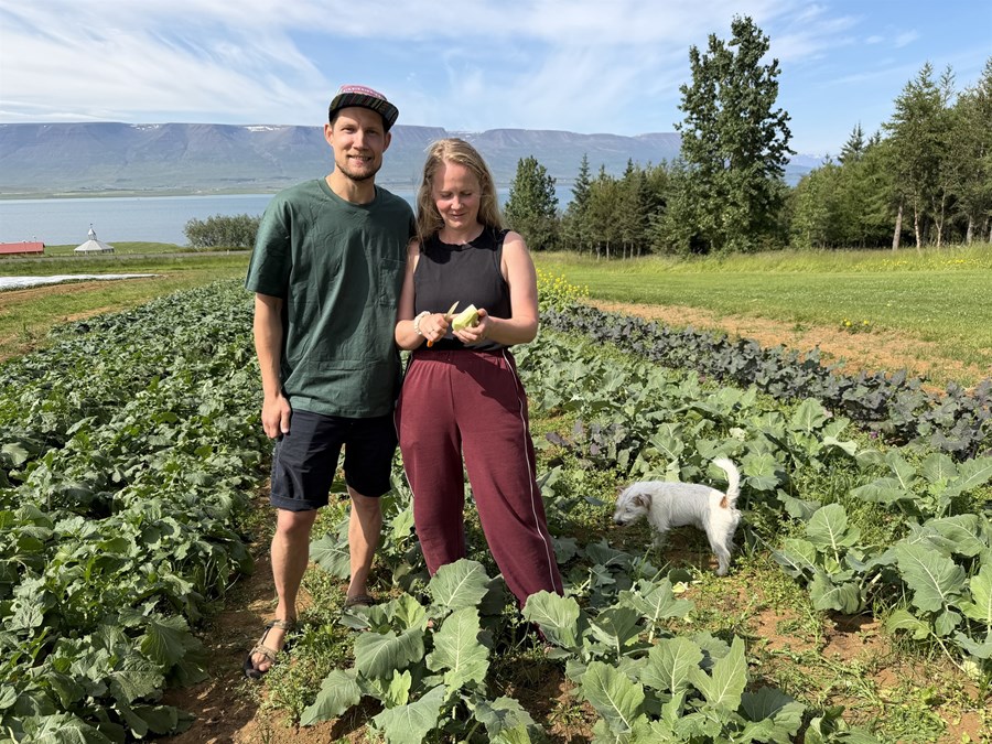 MEGINMARKMIÐ AÐ ÞJÓNA NÆRSAMFÉLAGINU. Ingólfur Örn Kristjánsson og Indíana Þórsteinsdóttir kunna vel við sig í Eyjafirðinum og vilja skjóta rótum þar og fá fleiri með sér í moldina. Þau útirækta grænmeti í Leifshúsum á Svalbarðsströnd en hófu búskap í Reykjadal fyrir fáum árum. Lífsstíllinn í sveitinni hentar þeim vel en þau segja nálægð við markaðinn mikilvæga. Uppskeran var um 13 tonn síðasta sumar og þau stefna á svipaða uppskeru í sumar.