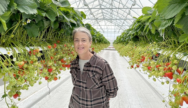 Jarðarberjaland endurreist