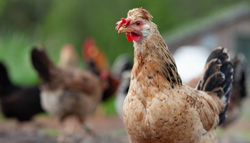 Díoxínmenguð Landnámsegg