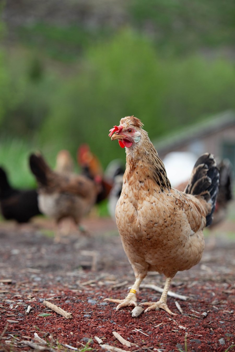 Matvælastofnun hefur varað við neyslu á eggjum frá Landnámseggjum ehf. í Hrísey.