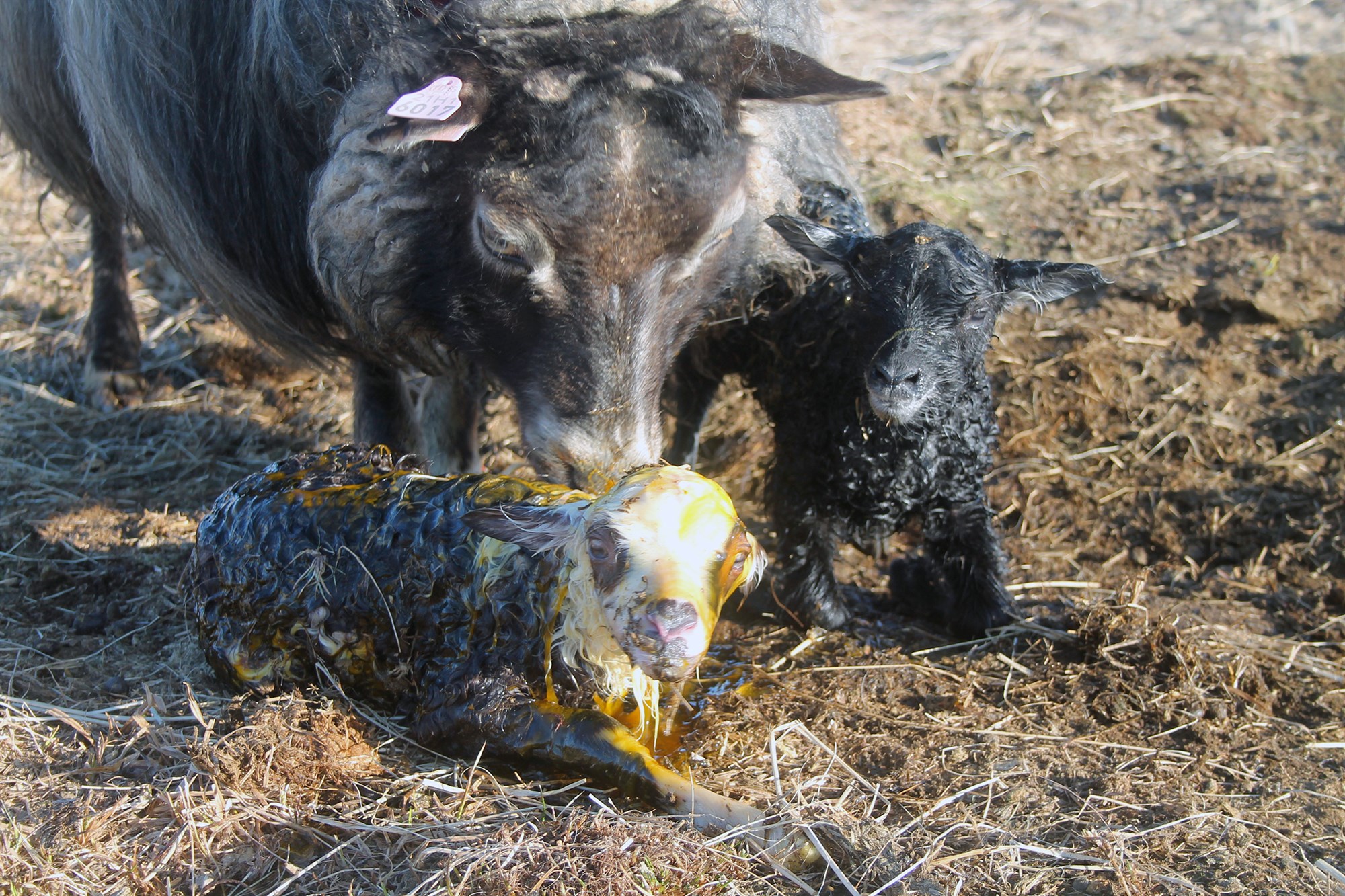 Burðarhjálparmyndbönd á YouTube nú líka á ensku og þýsku