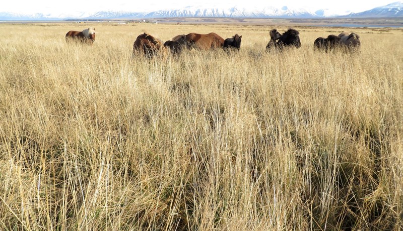Bændasamtökin og Starfsgreinasambandið taka höndum saman um úrbætur