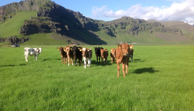 Fækkað og endurskipað í samráðshóp um búvörusamninga