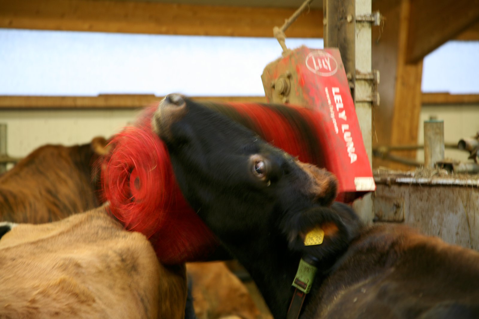 Söluáætlanir á mjólkurvörum gera ráð fyrir 3% aukningu á þessu ári