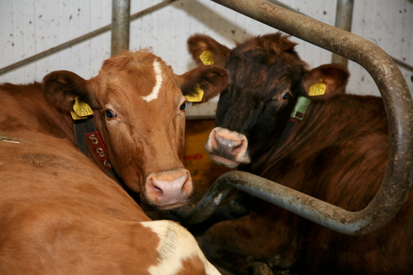 Niðurstöður skýrsluhaldsársins  hjá mjólkurframleiðendum 2016
