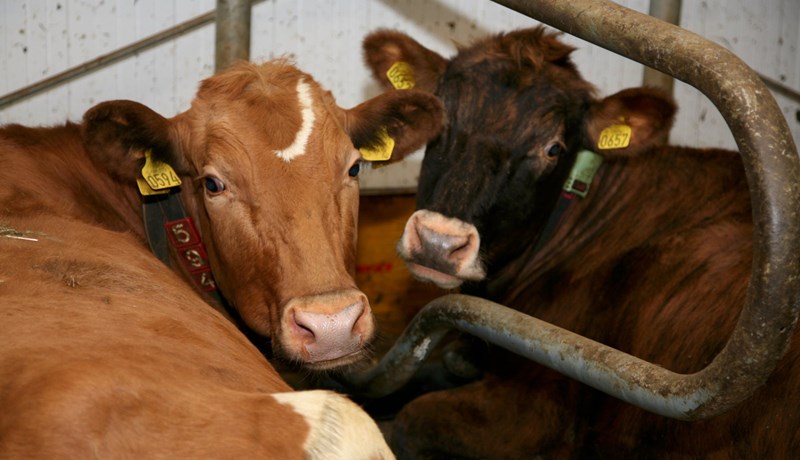 Greinargerð um kvótaviðskipti - veffundur á miðvikudag