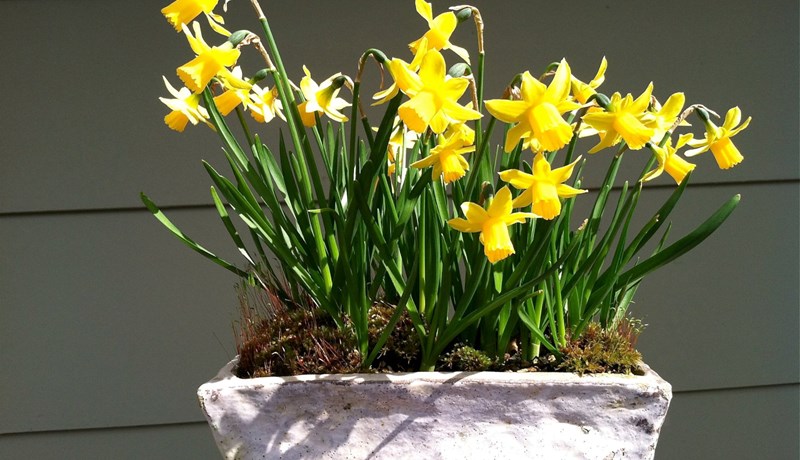 Gul blóm seljast vel fyrir páska