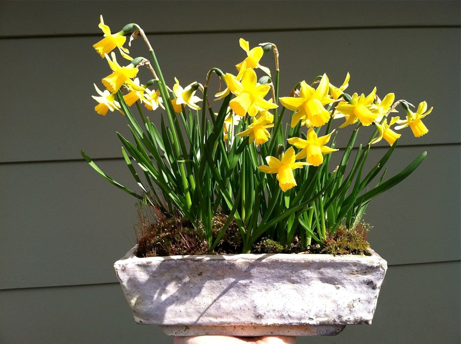 Gul blóm seljast vel fyrir páska