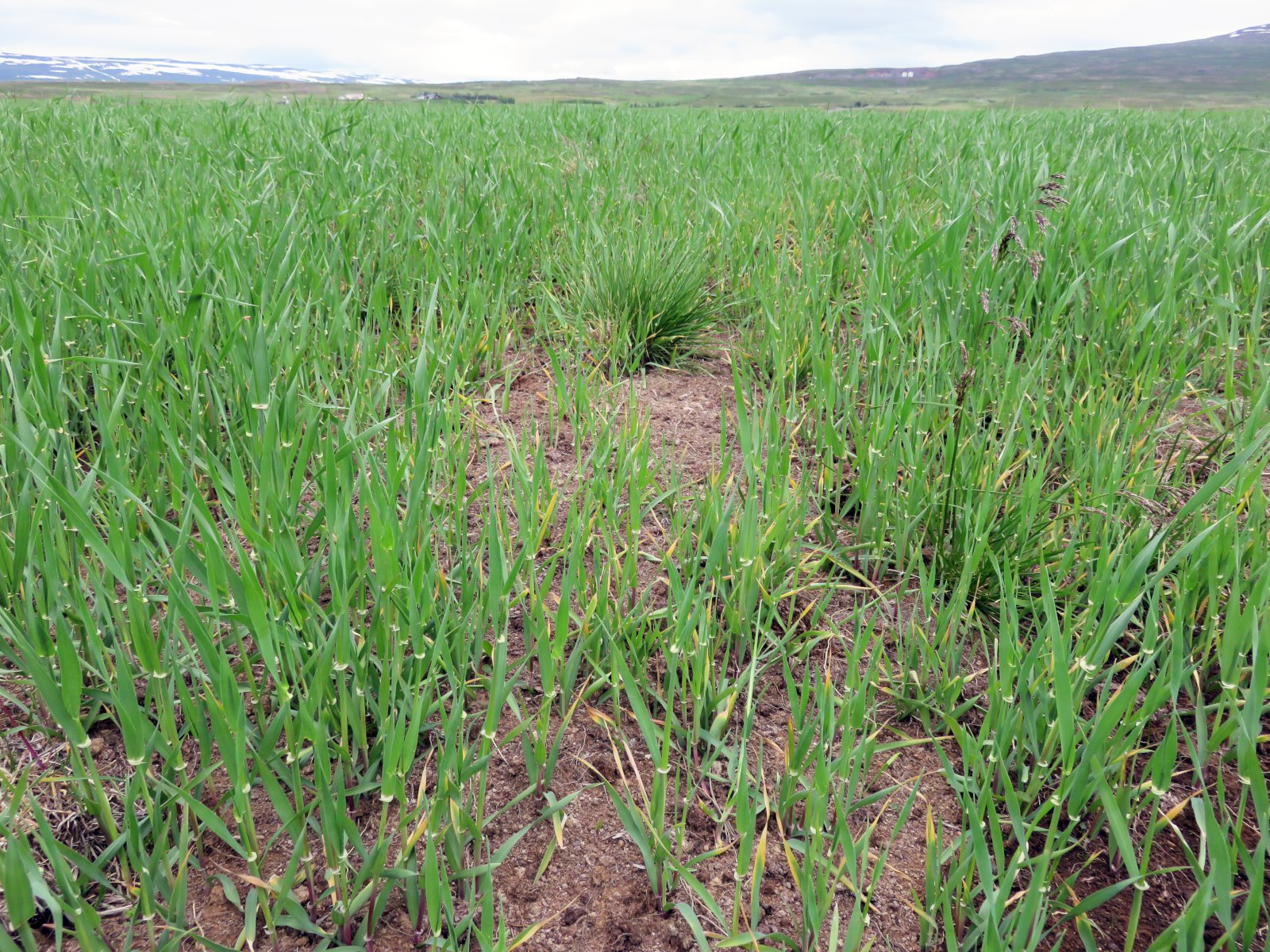 Mikilvægt að fylgjast með ástandi jarðvegs