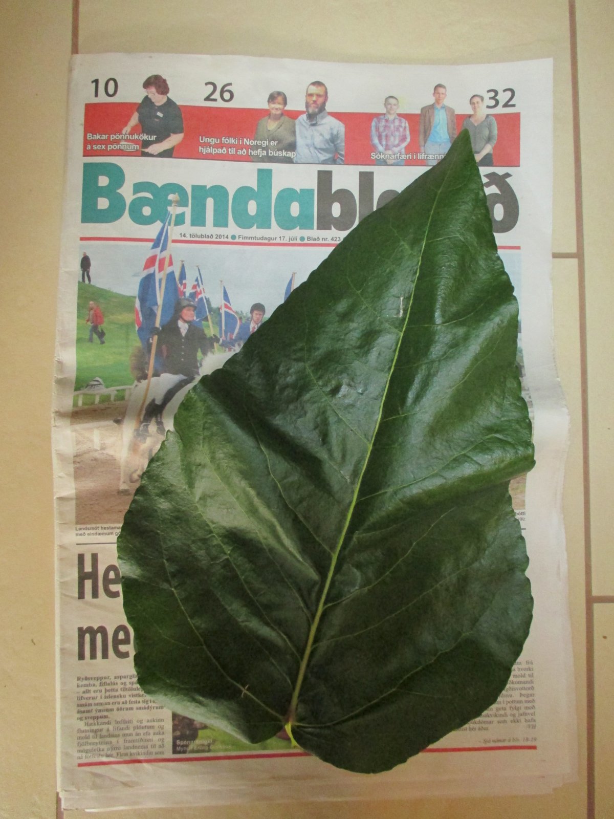 Risalaufblað af aspartré í Svarfaðardal