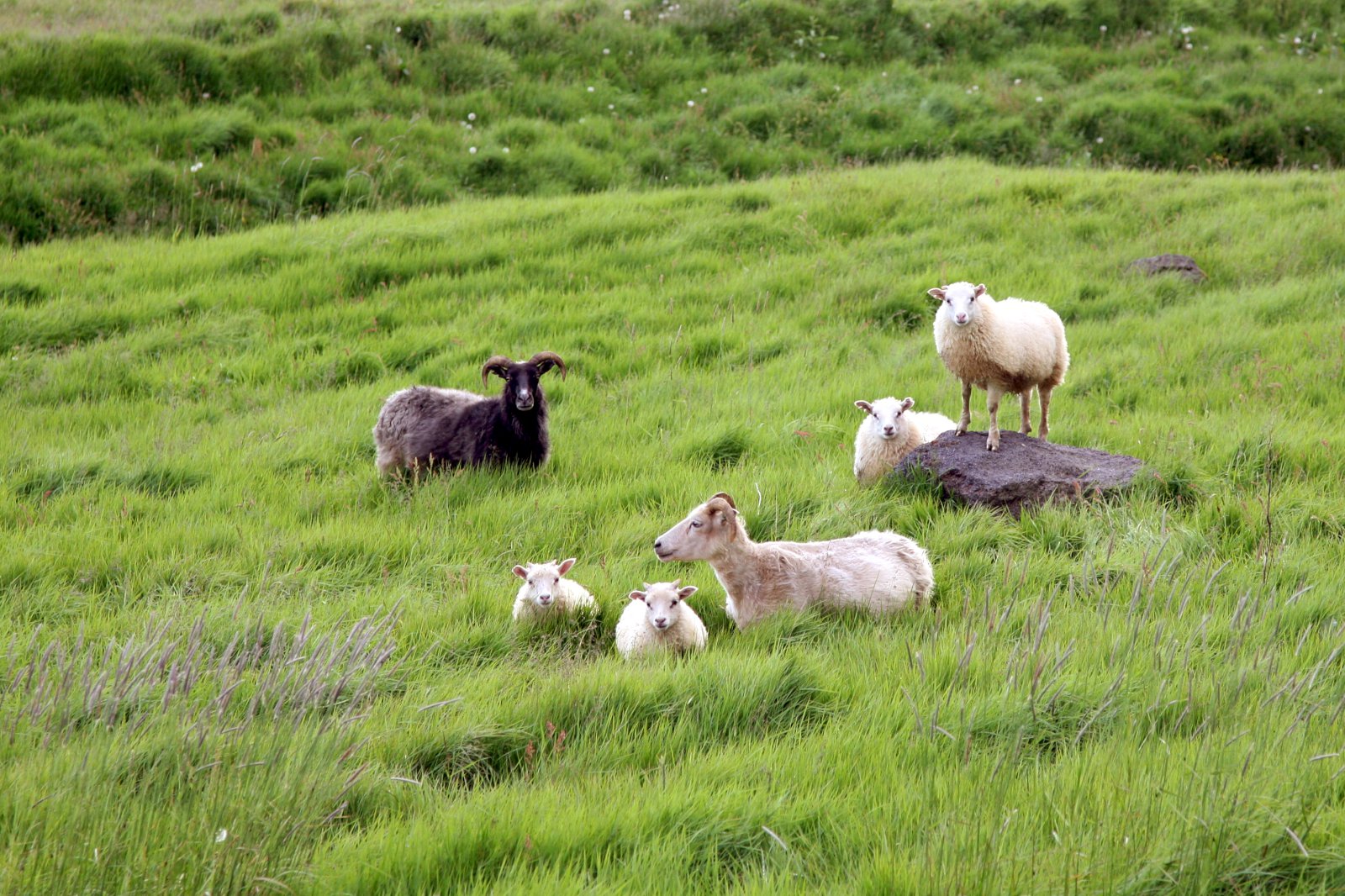 Afkvæmarannsóknir í sauðfjárrækt 2016