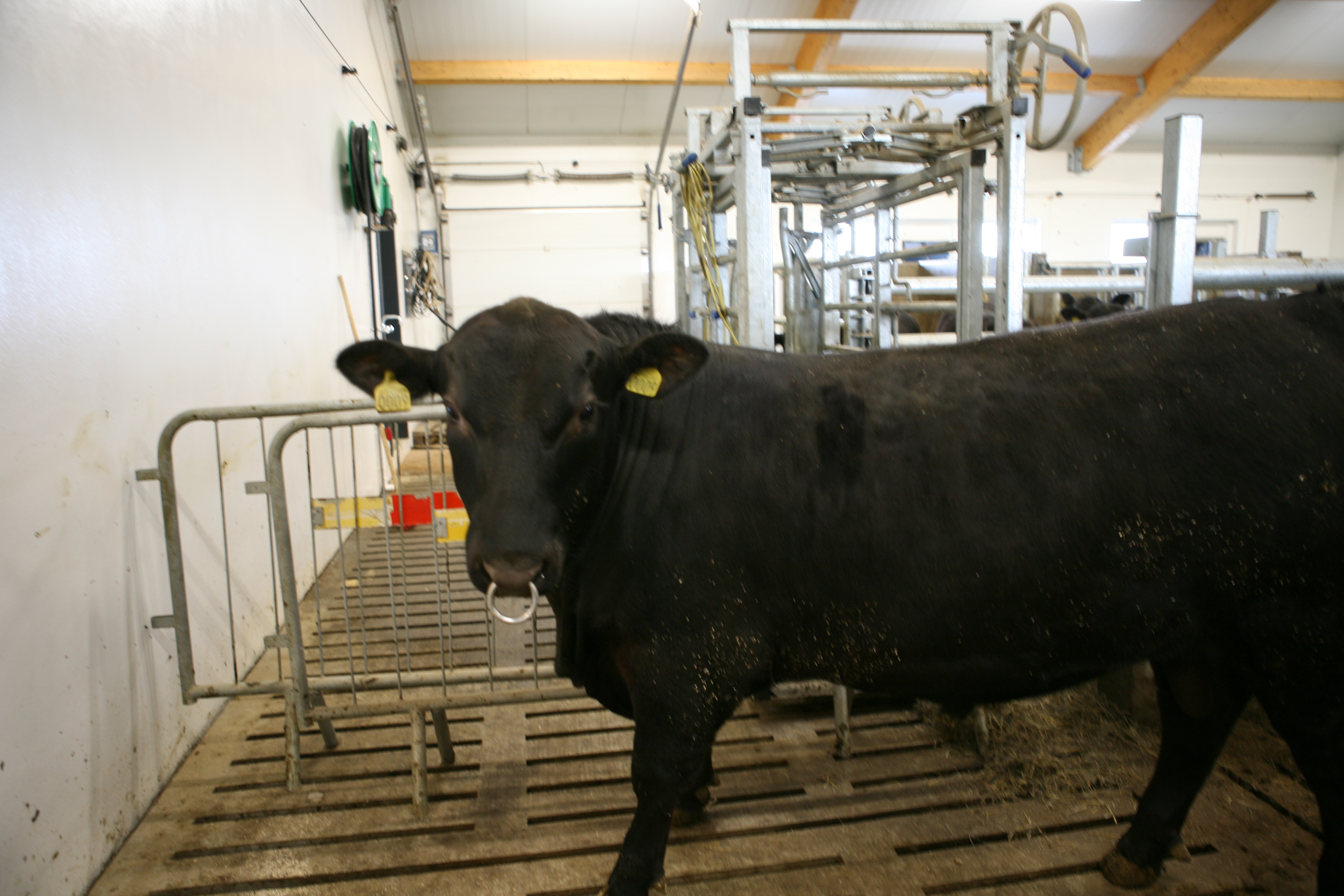 Heiti holdakálfanna að Stóra-Ármóti