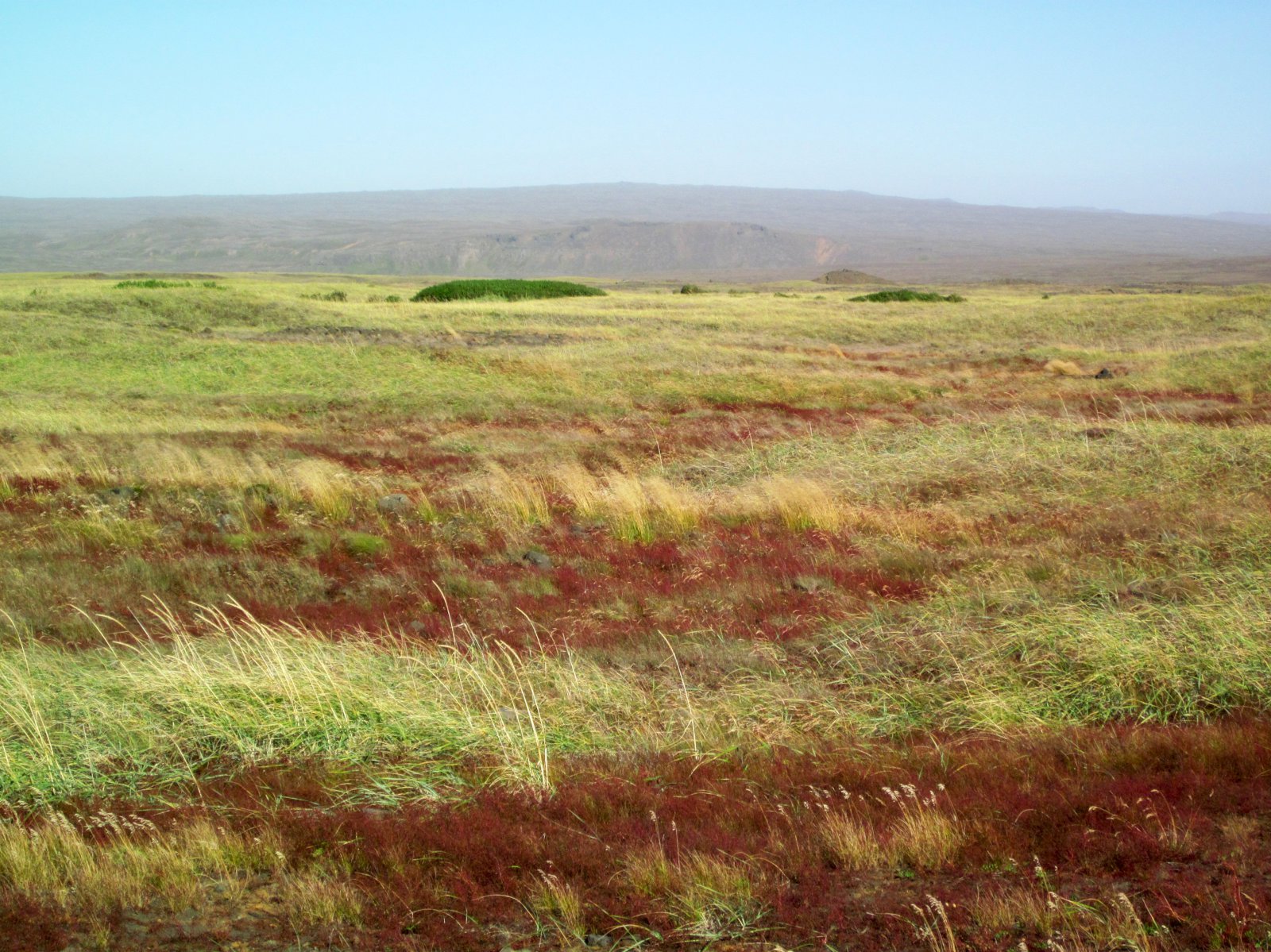 Vinna hafin við frumvarp að lögum um landgræðslu