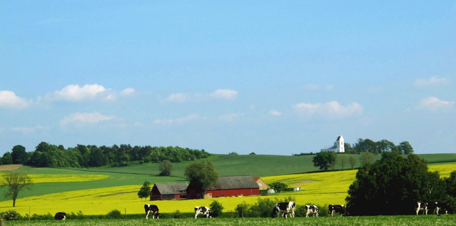 Mjólkurframleiðsla á Norðurlöndunum hefur ekki verið meiri í rúman áratug