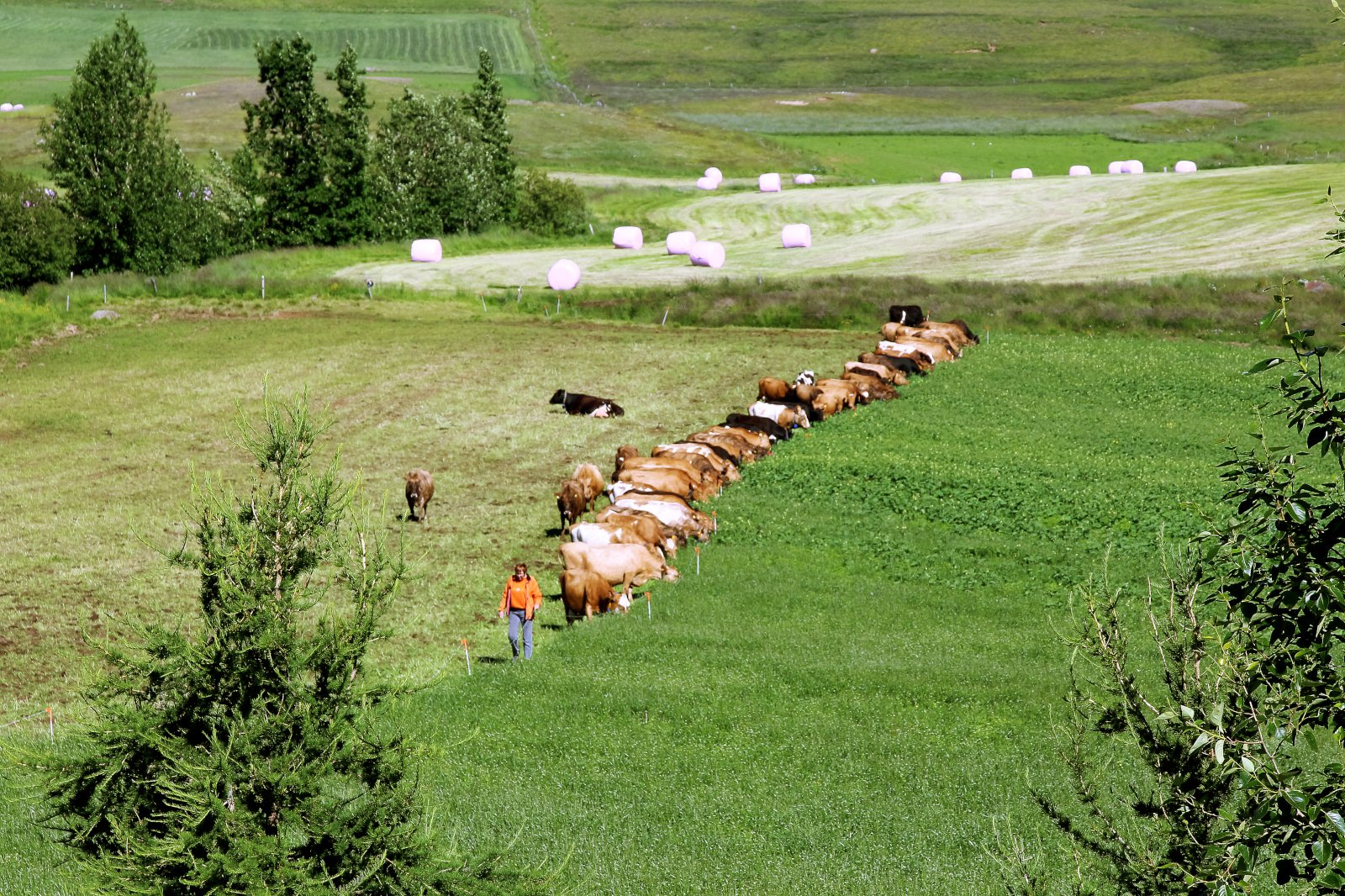 Frjáls útivera kúnna í Holtseli