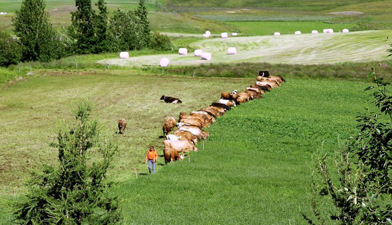 Frjáls útivera kúnna í Holtseli