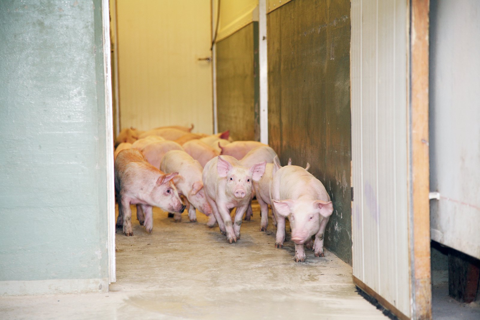 Mest flutt inn af síðum, en heilir og hálfir skrokkar fluttir út